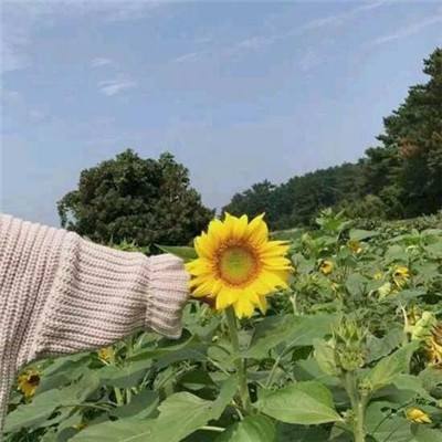 红警世界破解版下载